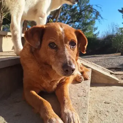 Ginger