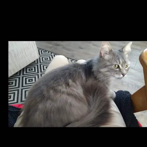 Minouchette