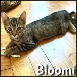 Bloomi