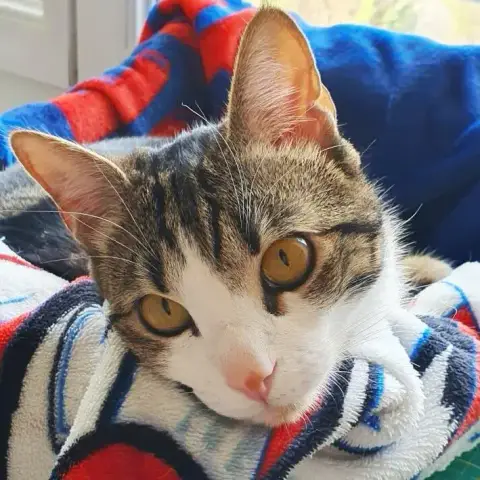 Pancho