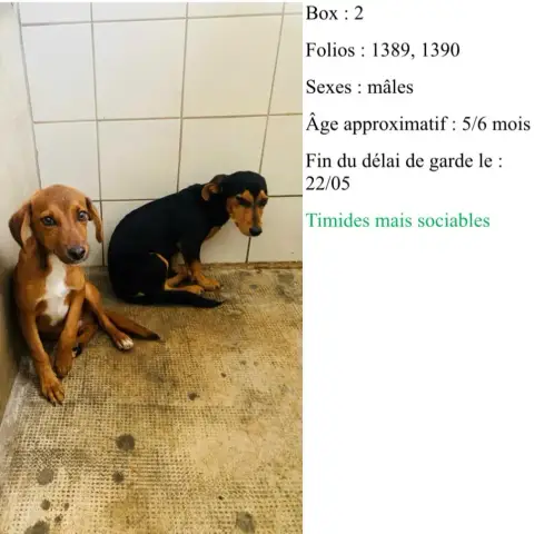 !! Garou Et Gaston