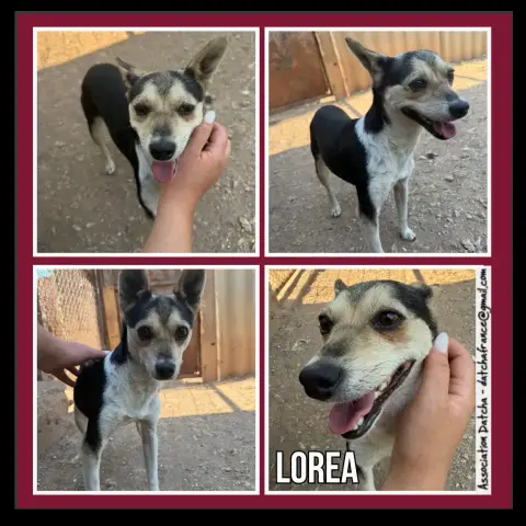 Lorea