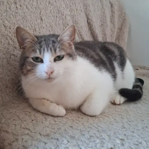 Simba photo 2