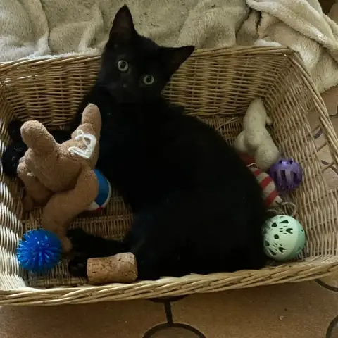 Bob