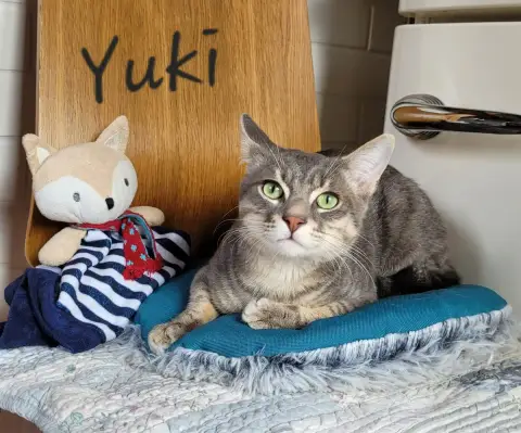 Yuki photo 3