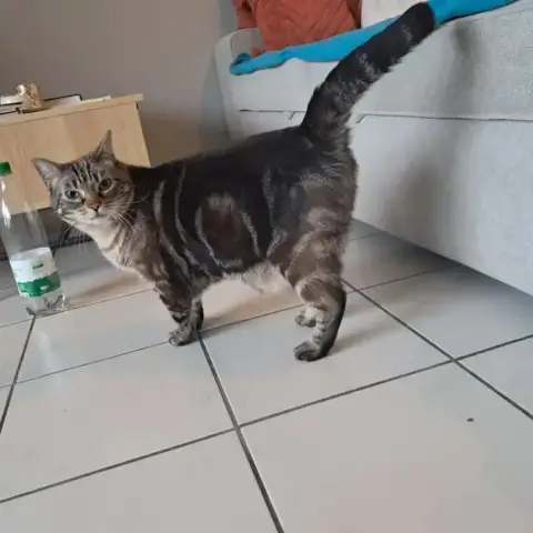 Miaou Cherche Famille D'Accueil photo 2