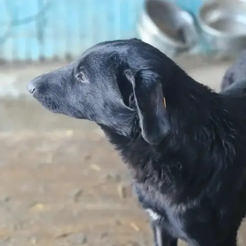 Cooper photo 3