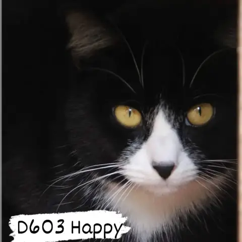 Happy