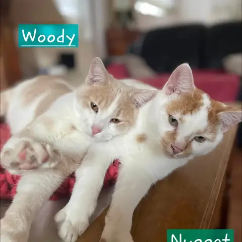 Woody photo 3