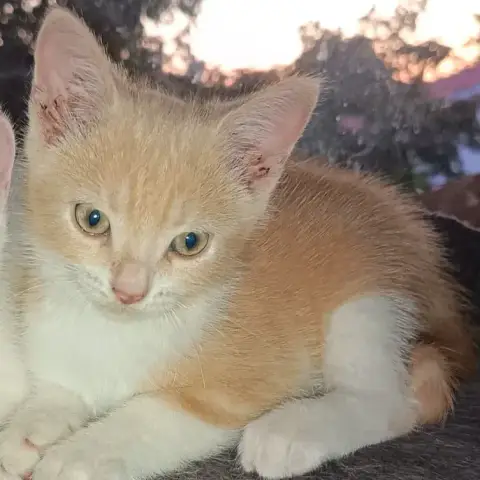 Caramel