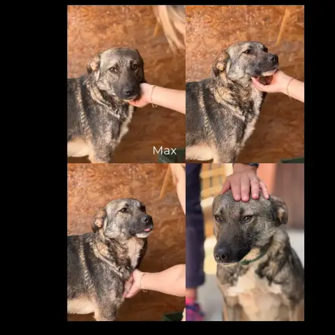 Max photo 2