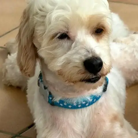 ✨️ Qormi ✨️ 🐶