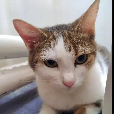 Anita