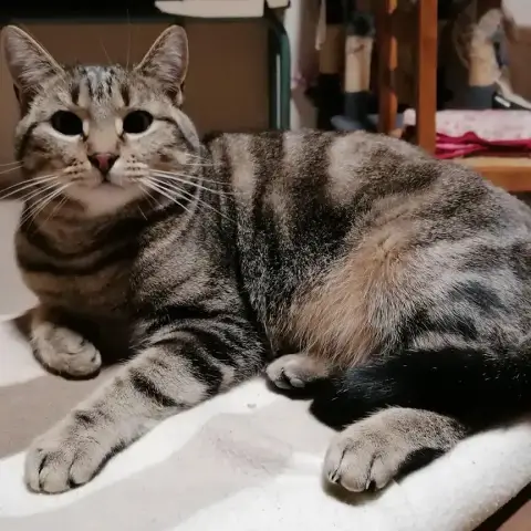 Simba