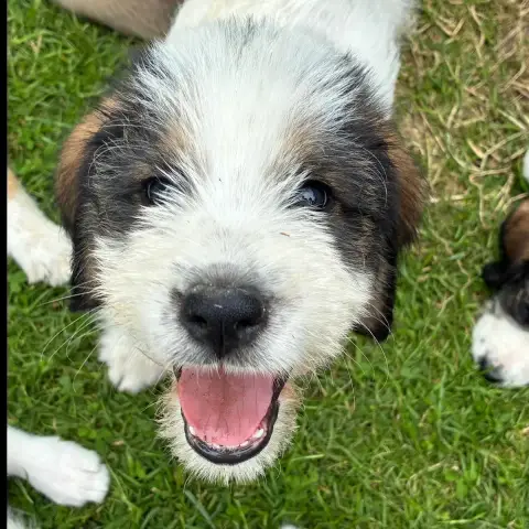 Oscar photo 3
