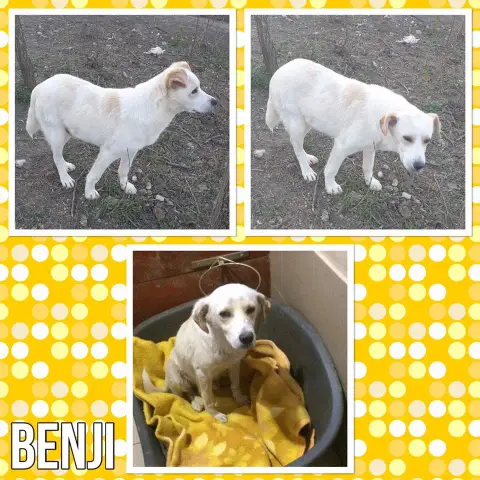 Benji photo 2