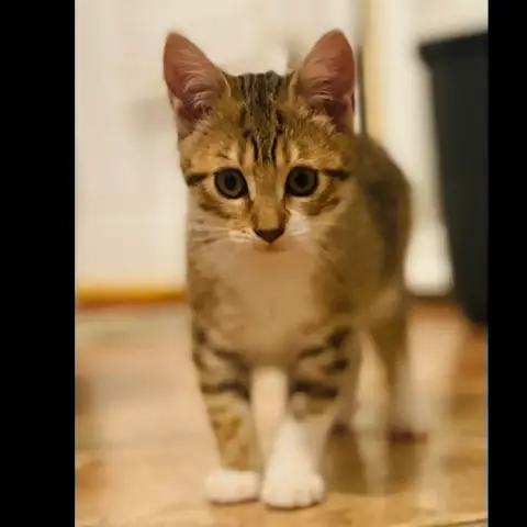 Bouille