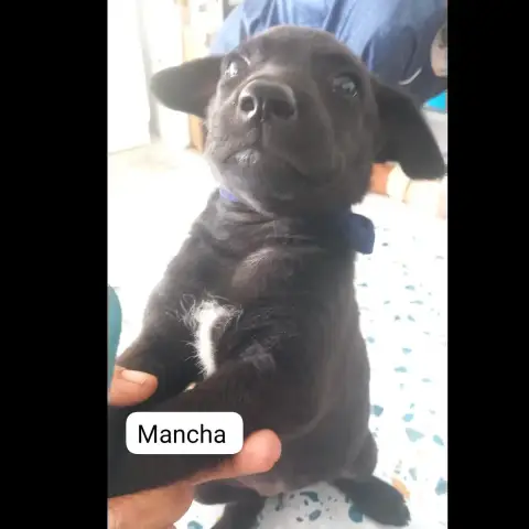 Mancha