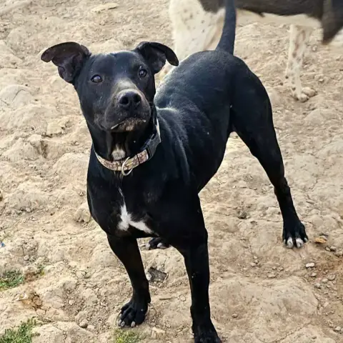 Koki