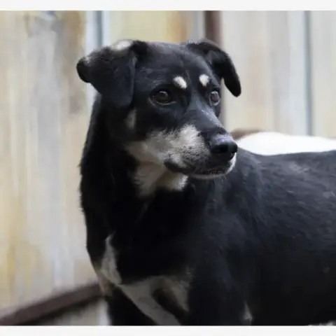 Fido photo 3