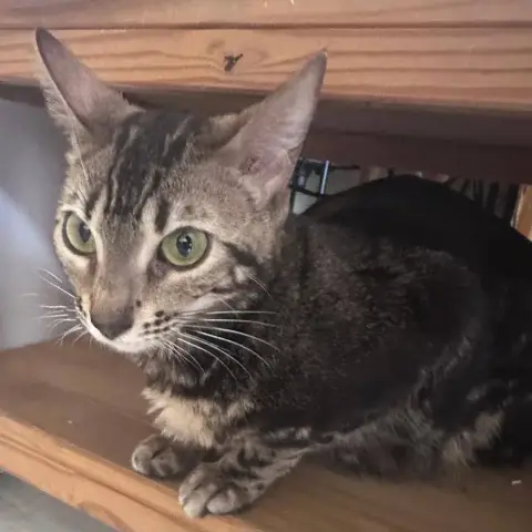 Nala photo 2