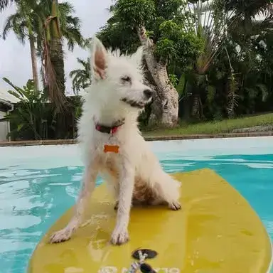 Lili Puce