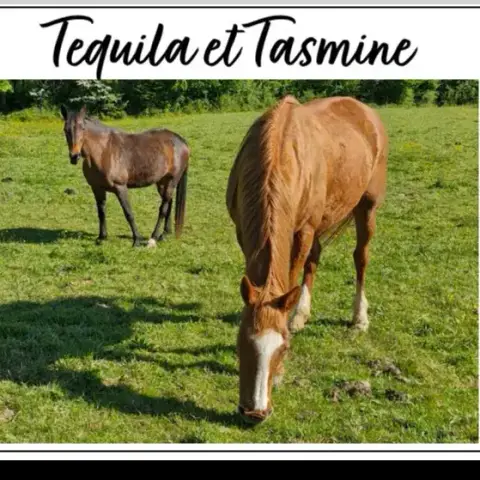 Tequila photo 2