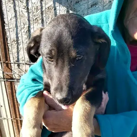 Lio