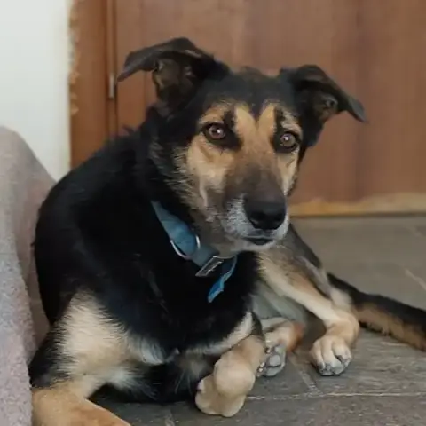 Nala