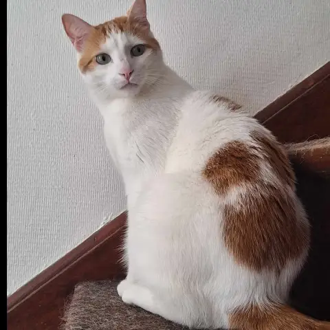Sirius