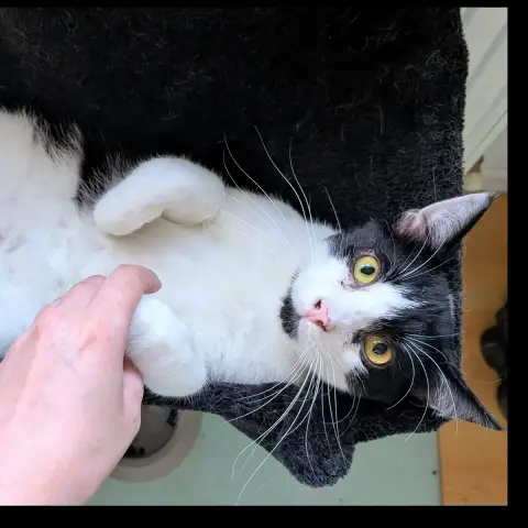 Henri