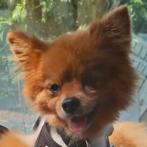 Tilou