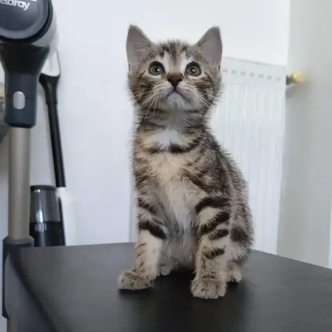 Bonbon