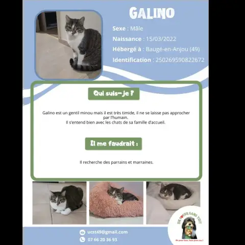 Galino