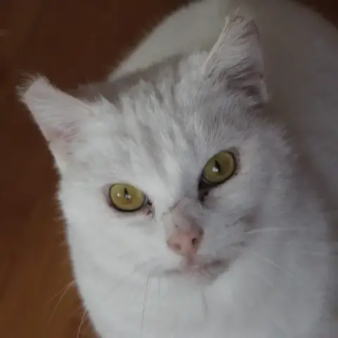Alba