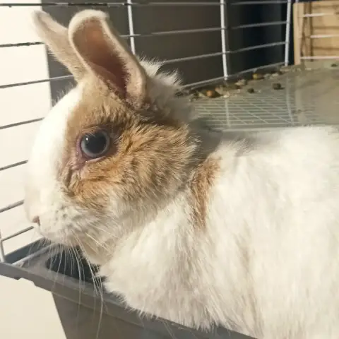 Lumi