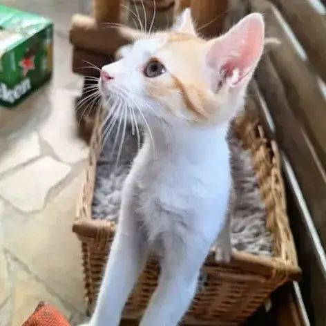 ✨️ Moo ✨️ 🐱