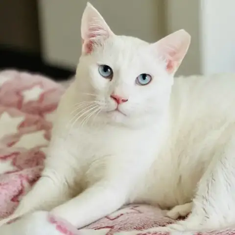 Snowy