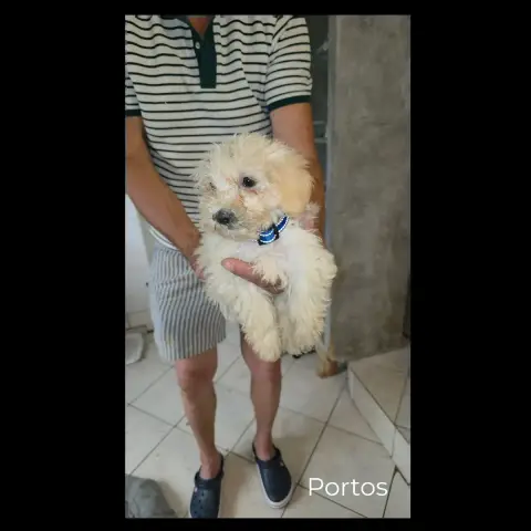Portos