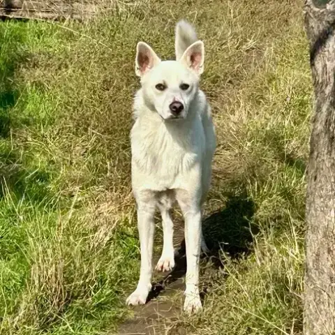 Bianco
