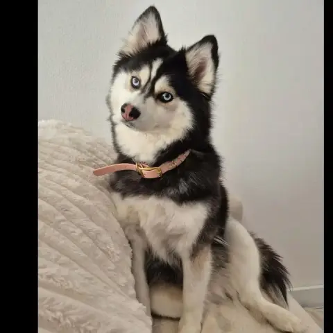 Bella