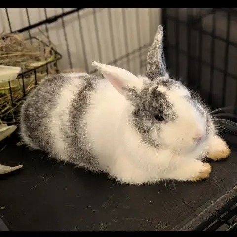 Nala photo 2