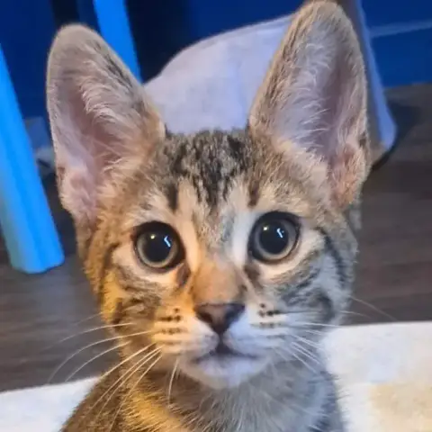 Xena