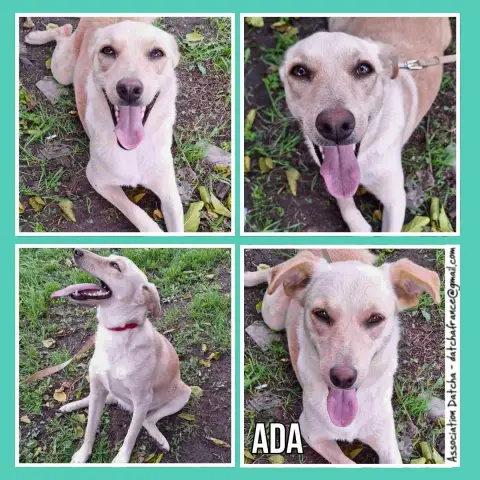 Ada