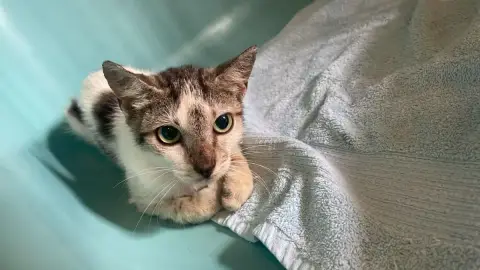 Bathilda