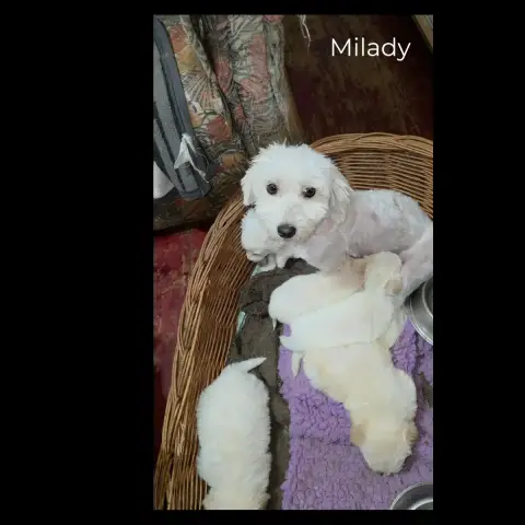 Milady