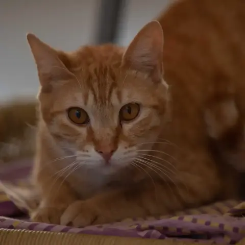 Simba photo 2
