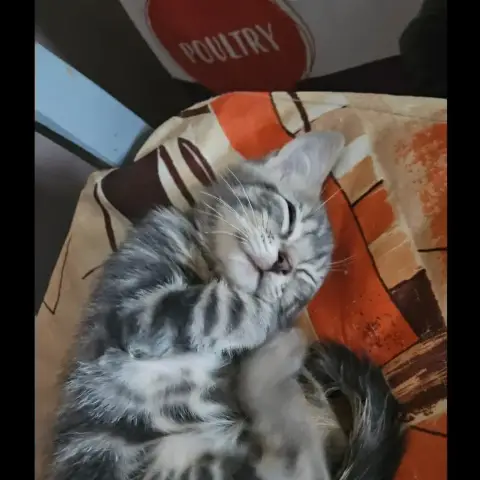 Zeus photo 2