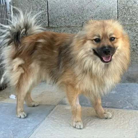 Coquito
