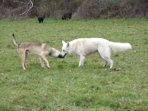 Petit Loup